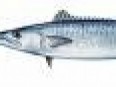 King Mackerel