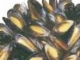 Mussels