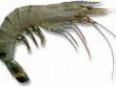 Tiger Prawns