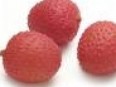 Lychee