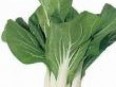 pak choi