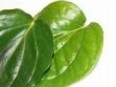 Betel Leaf