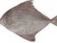 Black Pomfret