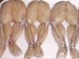 Frogs’ Leg