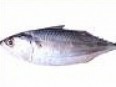 Indian Mackerel