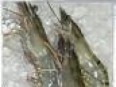 Frozen Tiger Prawns